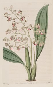 Oncidium pubesのイラスト 作： Unbekannt Unbekannt